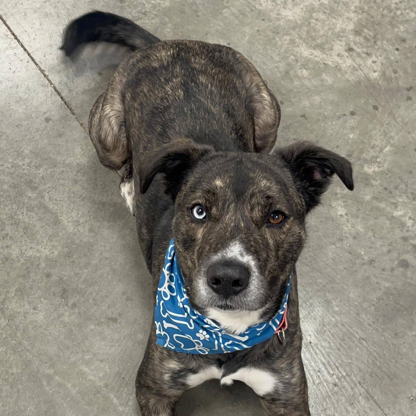 Lego, a ADOPTABLE mixed breed in Monroe, OH image 2/6