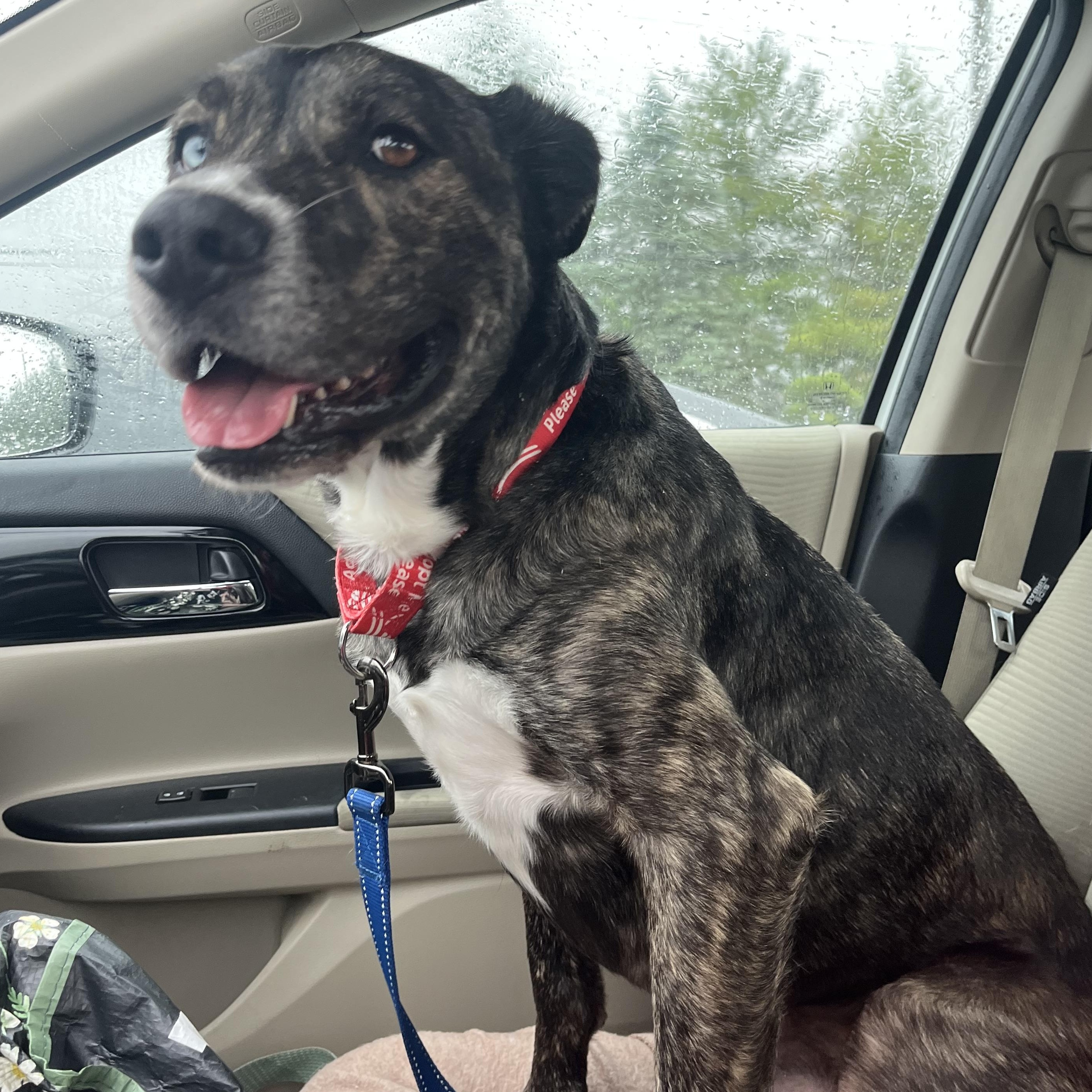 Lego, a ADOPTABLE mixed breed in Monroe, OH image 6/6