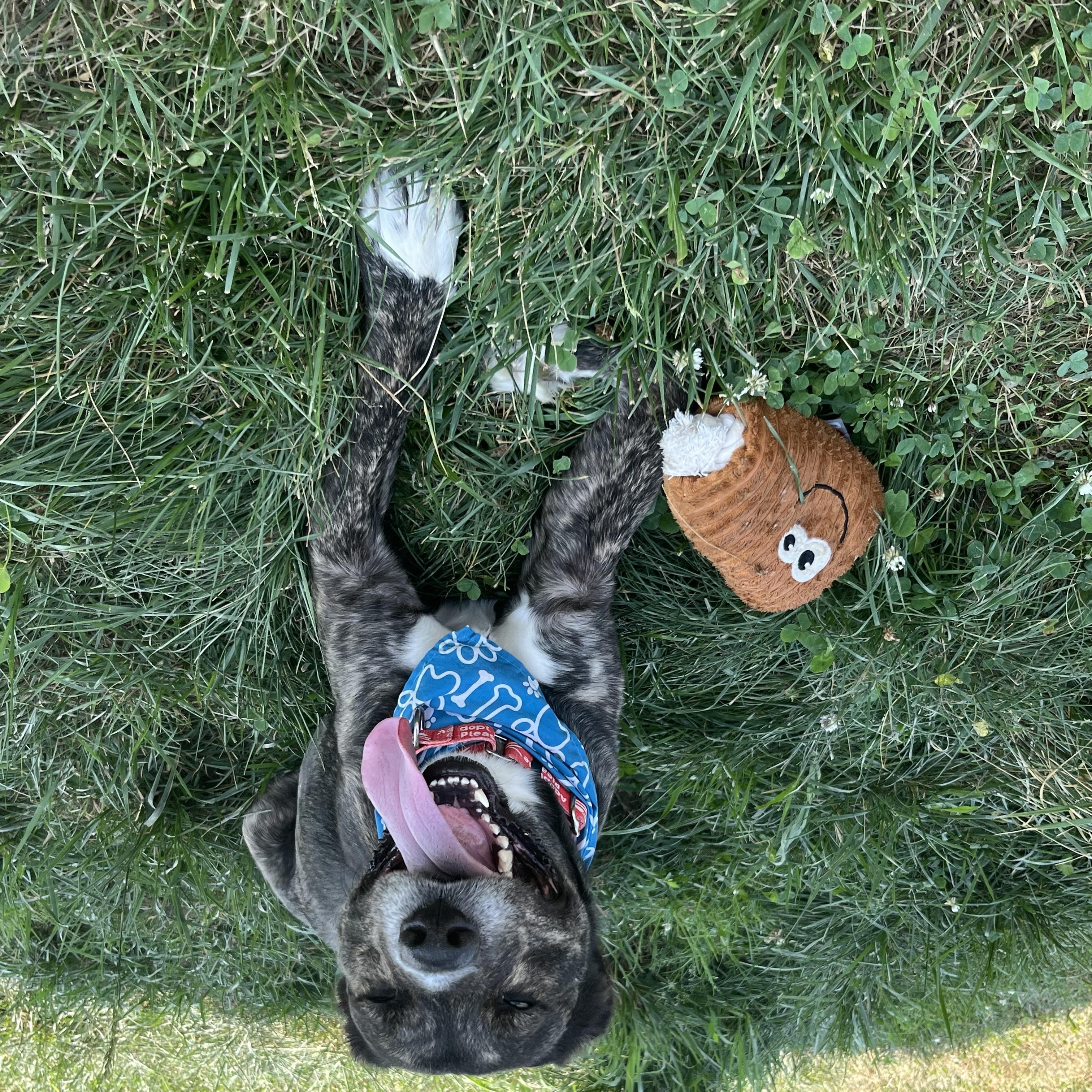 Lego, a ADOPTABLE mixed breed in Monroe, OH image 3/6