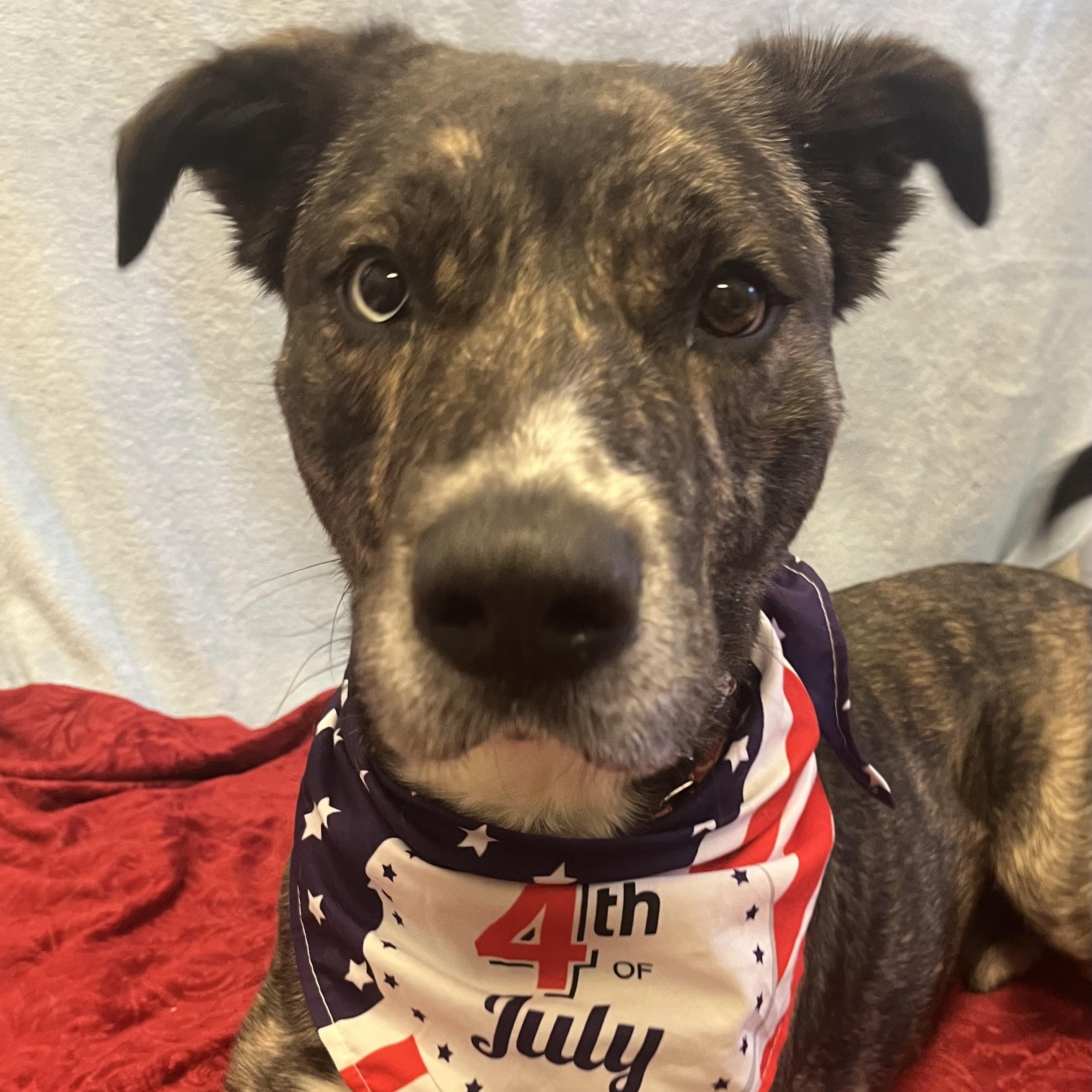 Lego, a ADOPTABLE mixed breed in Monroe, OH image 6/6