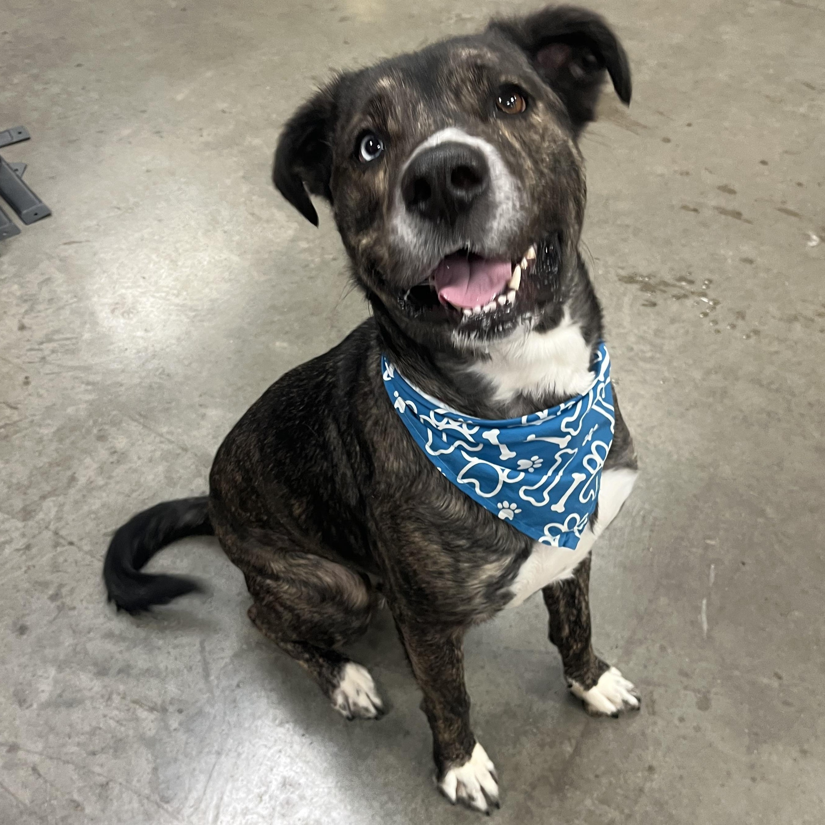 Lego, a ADOPTABLE mixed breed in Monroe, OH image 5/6