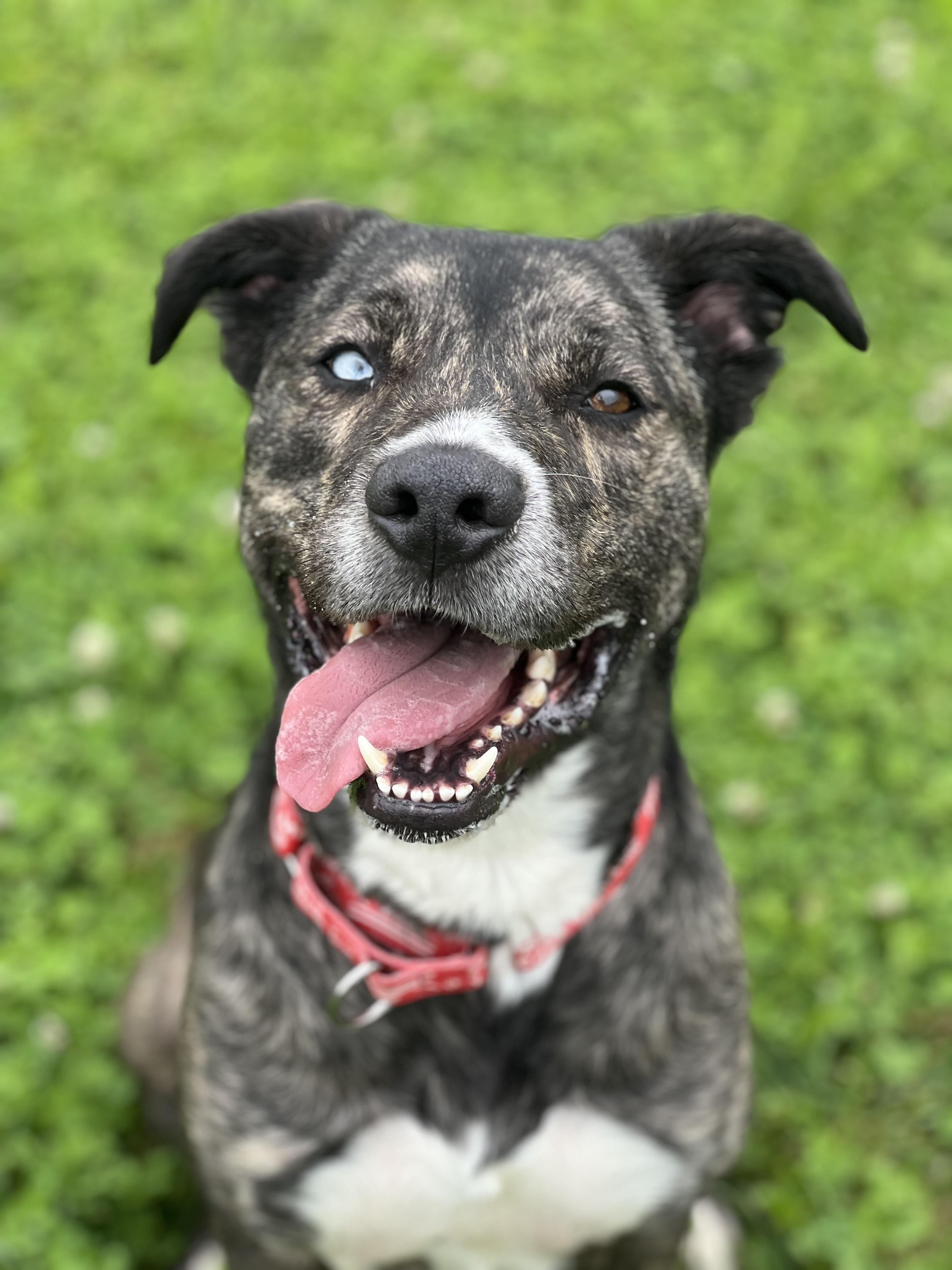 Lego, ADOPTABLE, Young Male Catahoula Leopard Dog.