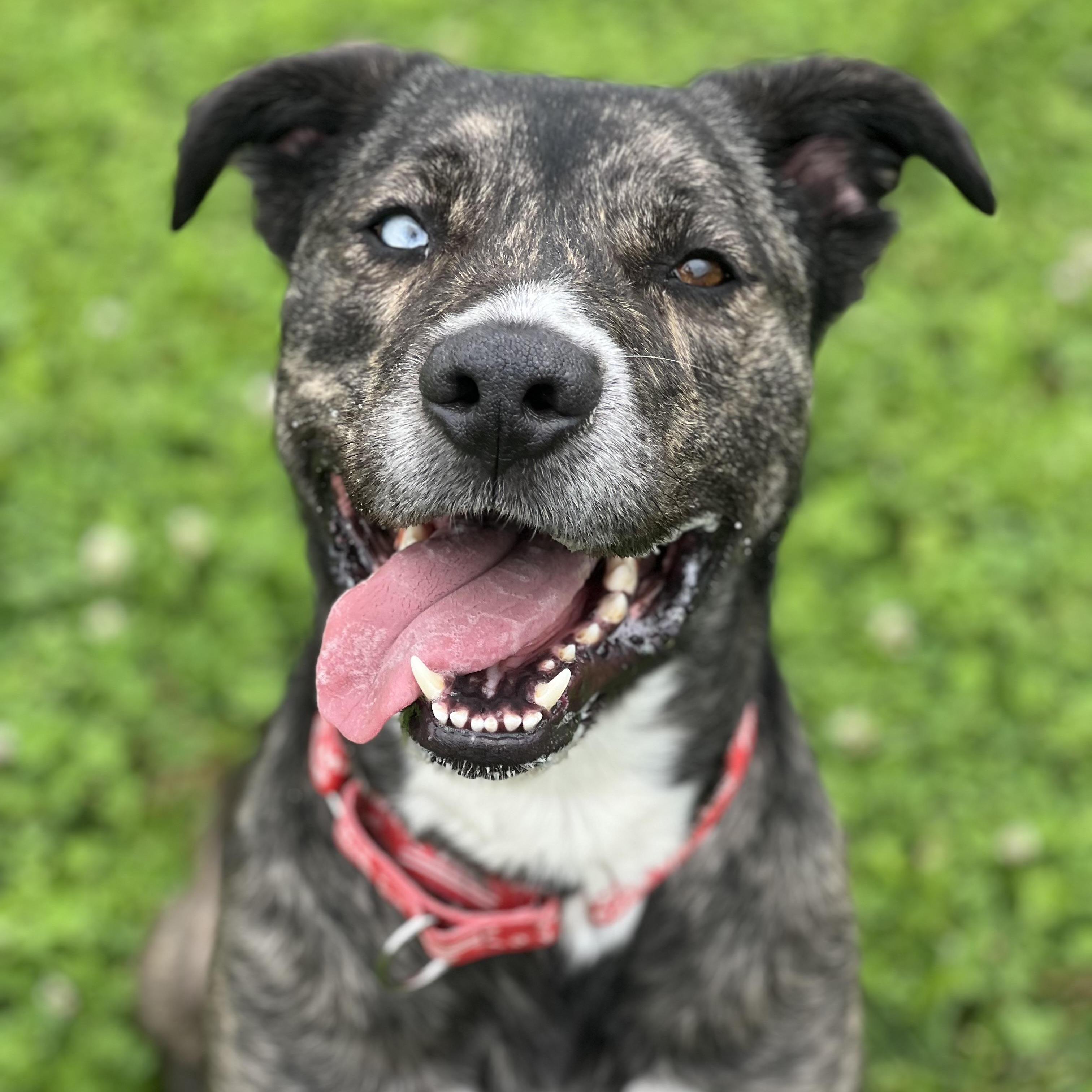 Lego, a ADOPTABLE mixed breed in Monroe, OH image 1/6