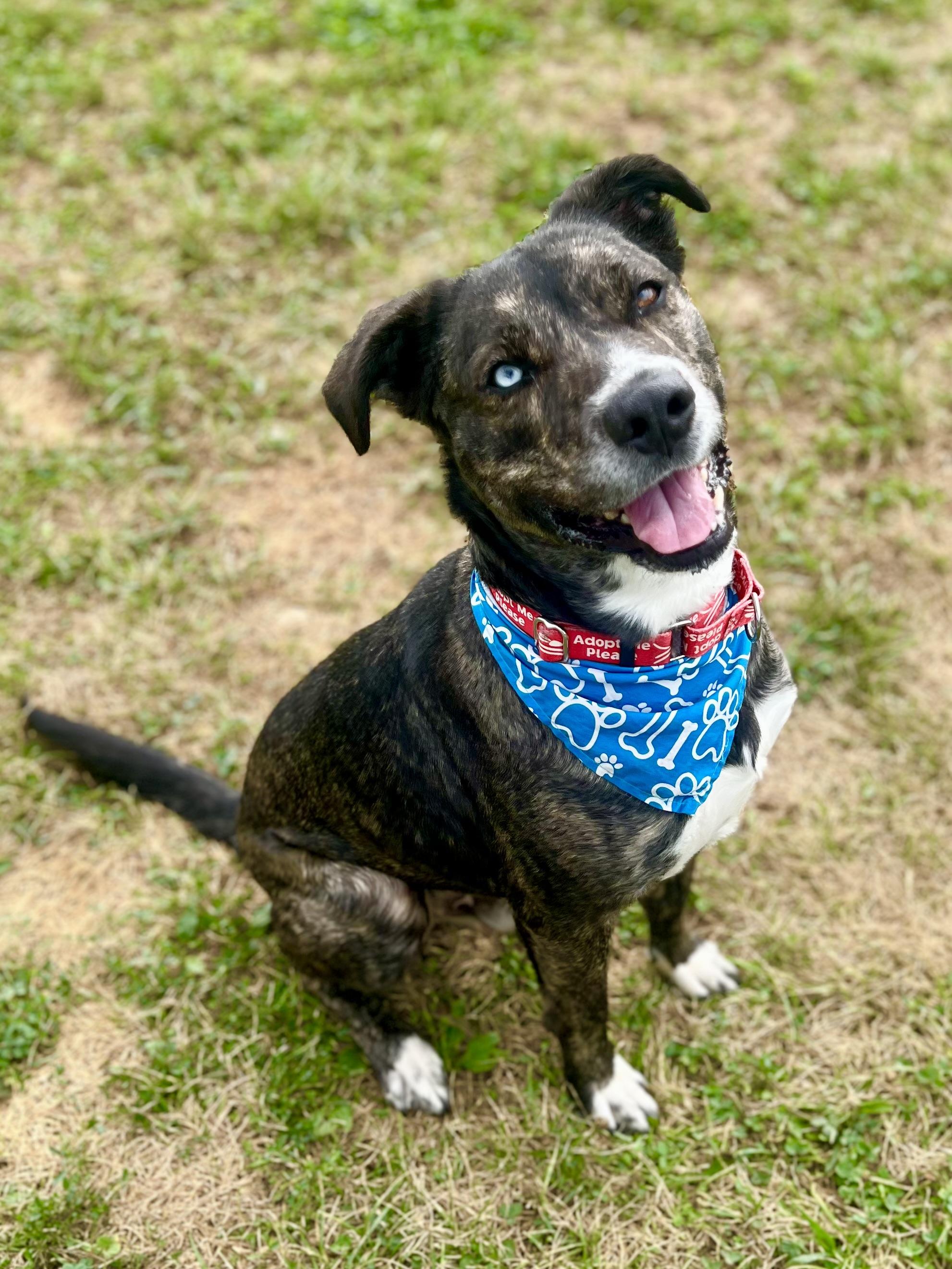 Lego, a ADOPTABLE mixed breed in Monroe, OH image 2/6