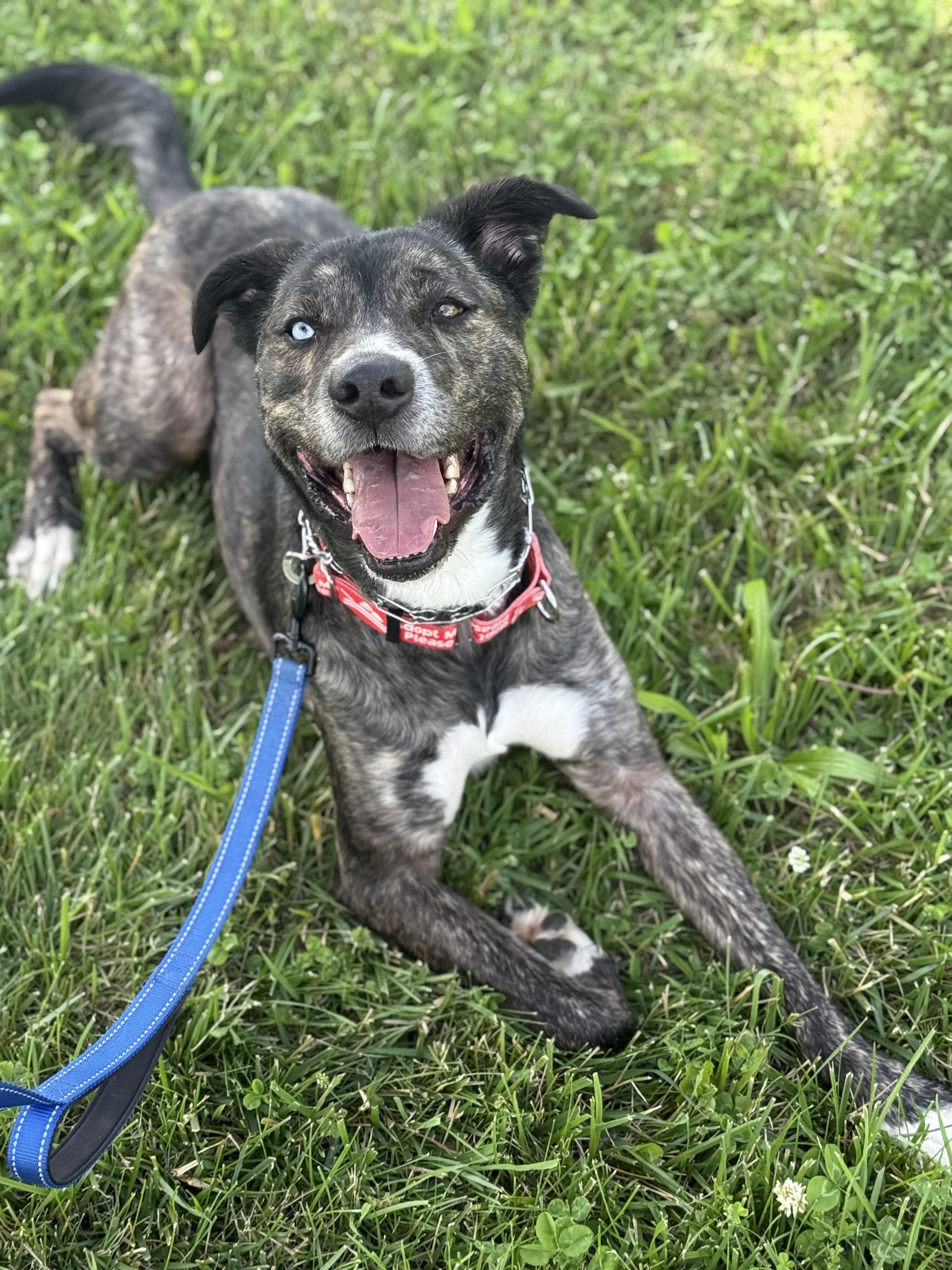 Lego, a ADOPTABLE mixed breed in Monroe, OH image 2/6