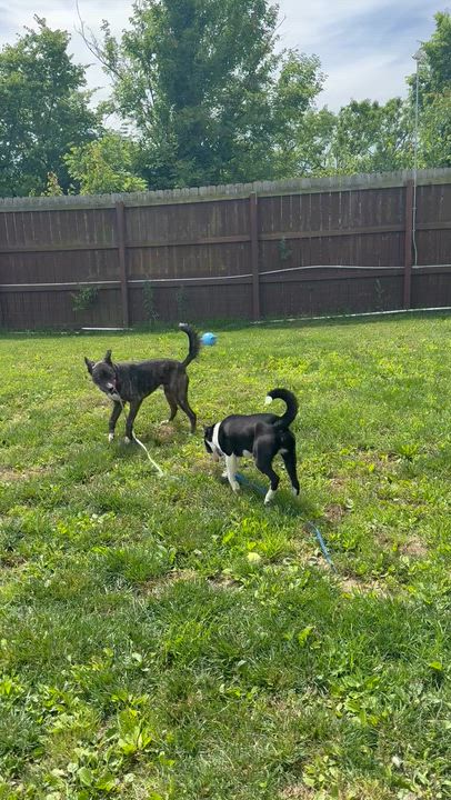 Enlarge Lego, a ADOPTABLE mixed breed in Monroe, OH video 3/6