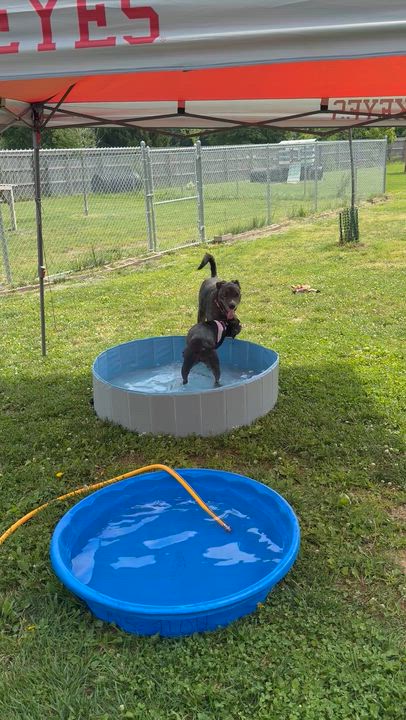 Enlarge Lego, a ADOPTABLE mixed breed in Monroe, OH video 4/6