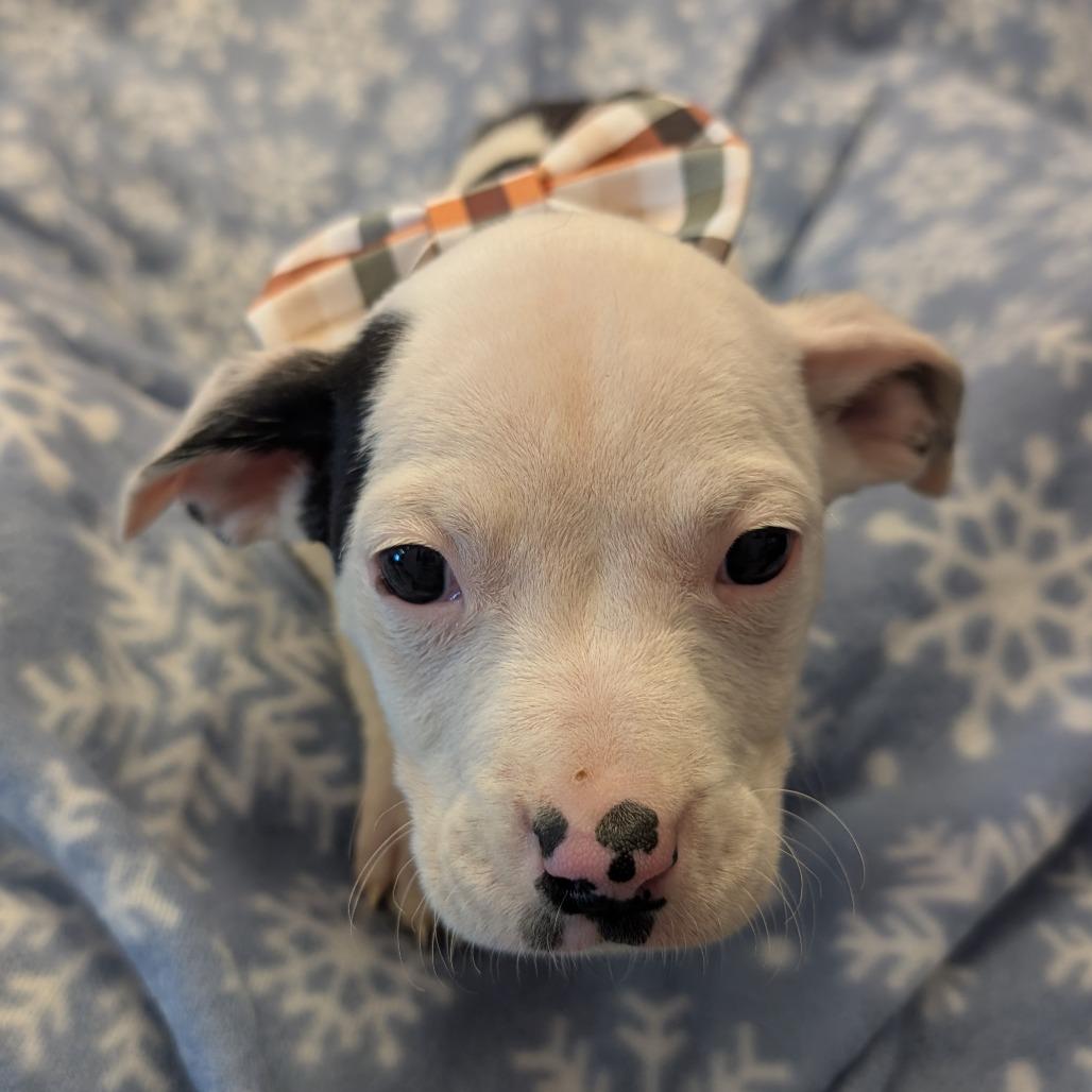 Enlarge Dopey, a Adoptable Pit Bull Terrier in Emporia, KS image 1/6