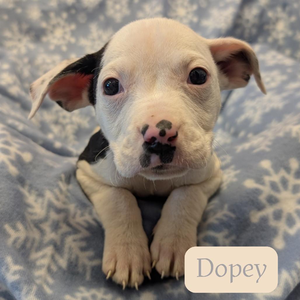 Enlarge Dopey, a Adoptable Pit Bull Terrier in Emporia, KS image 2/6