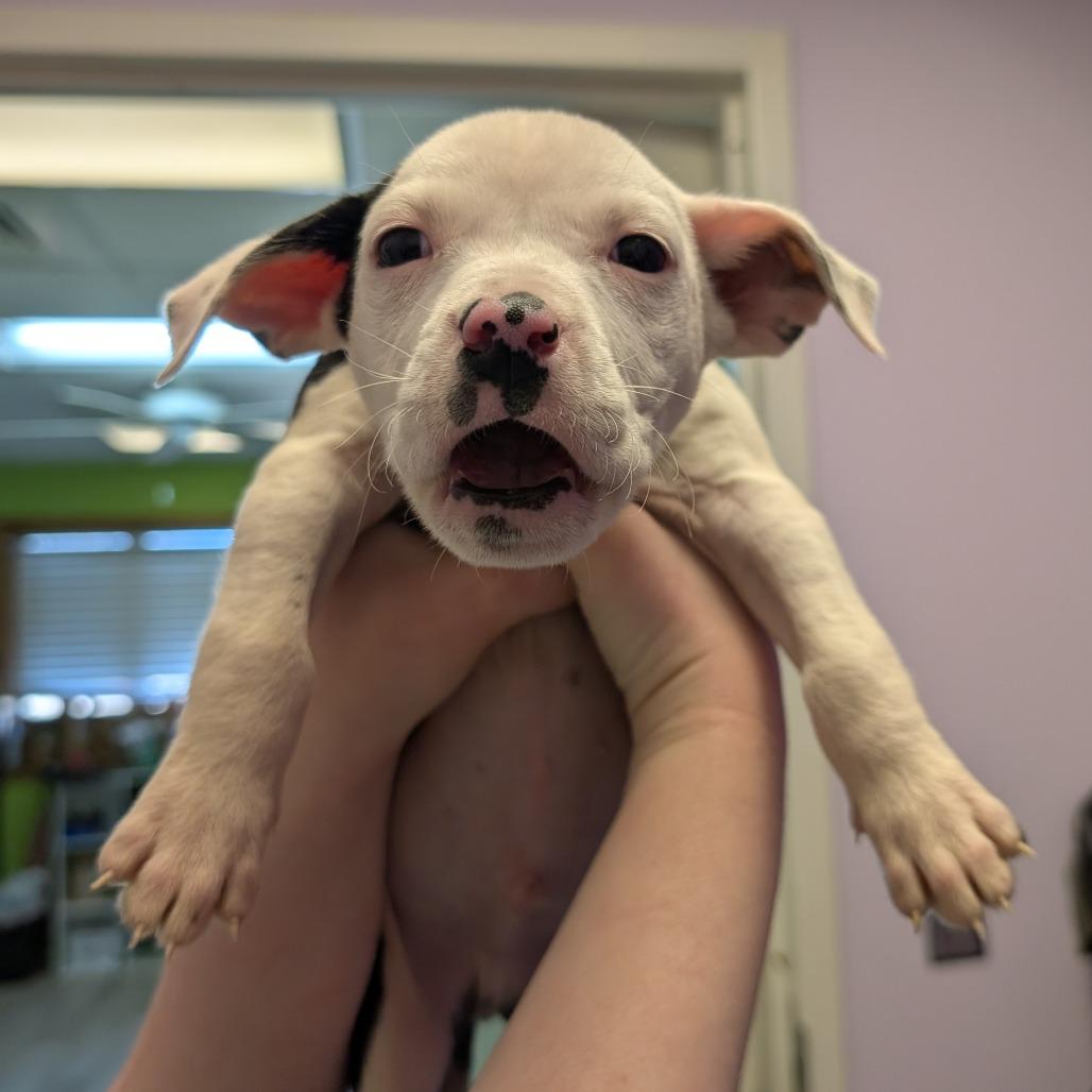 Enlarge Dopey, a Adoptable Pit Bull Terrier in Emporia, KS image 4/6
