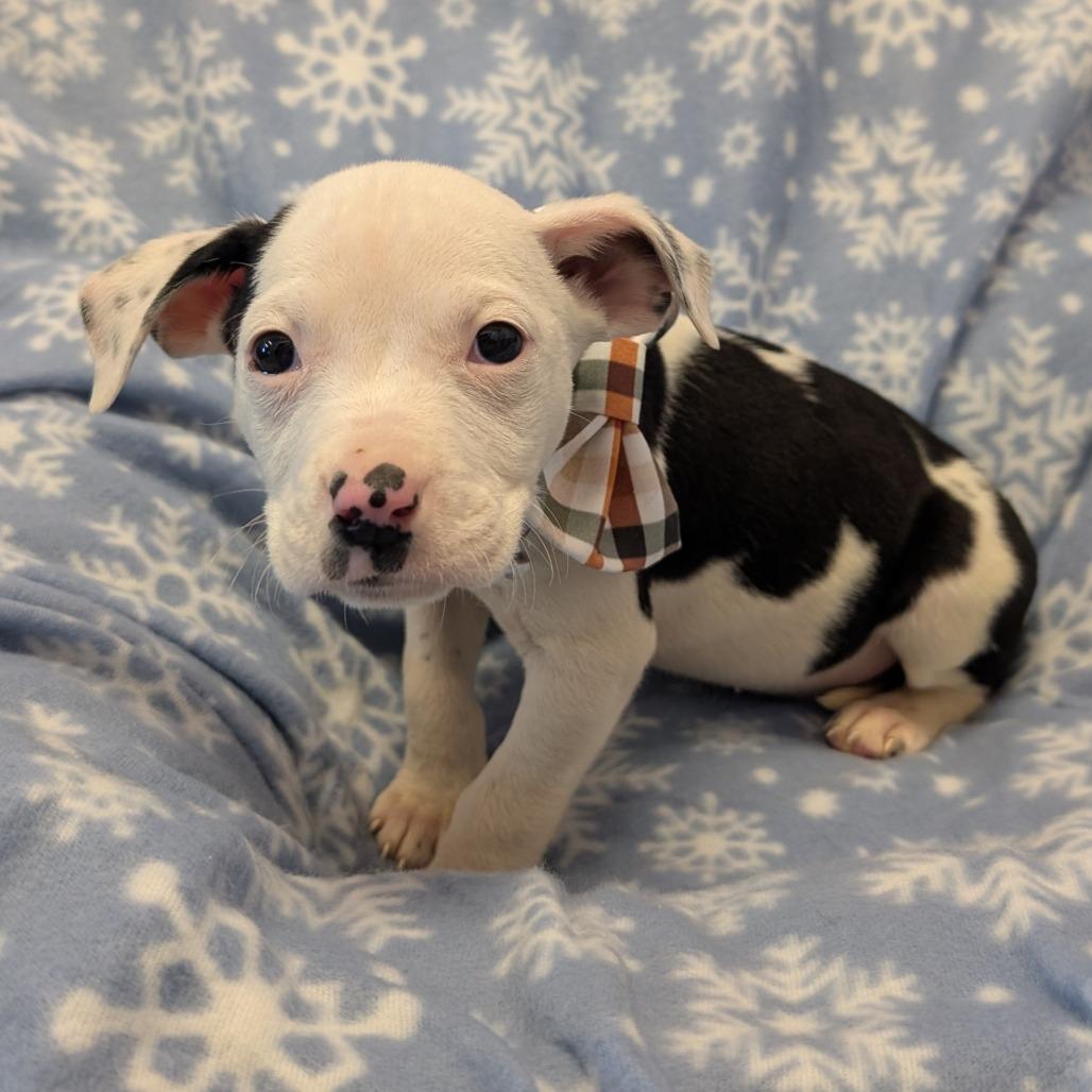 Enlarge Dopey, a Adoptable Pit Bull Terrier in Emporia, KS image 6/6