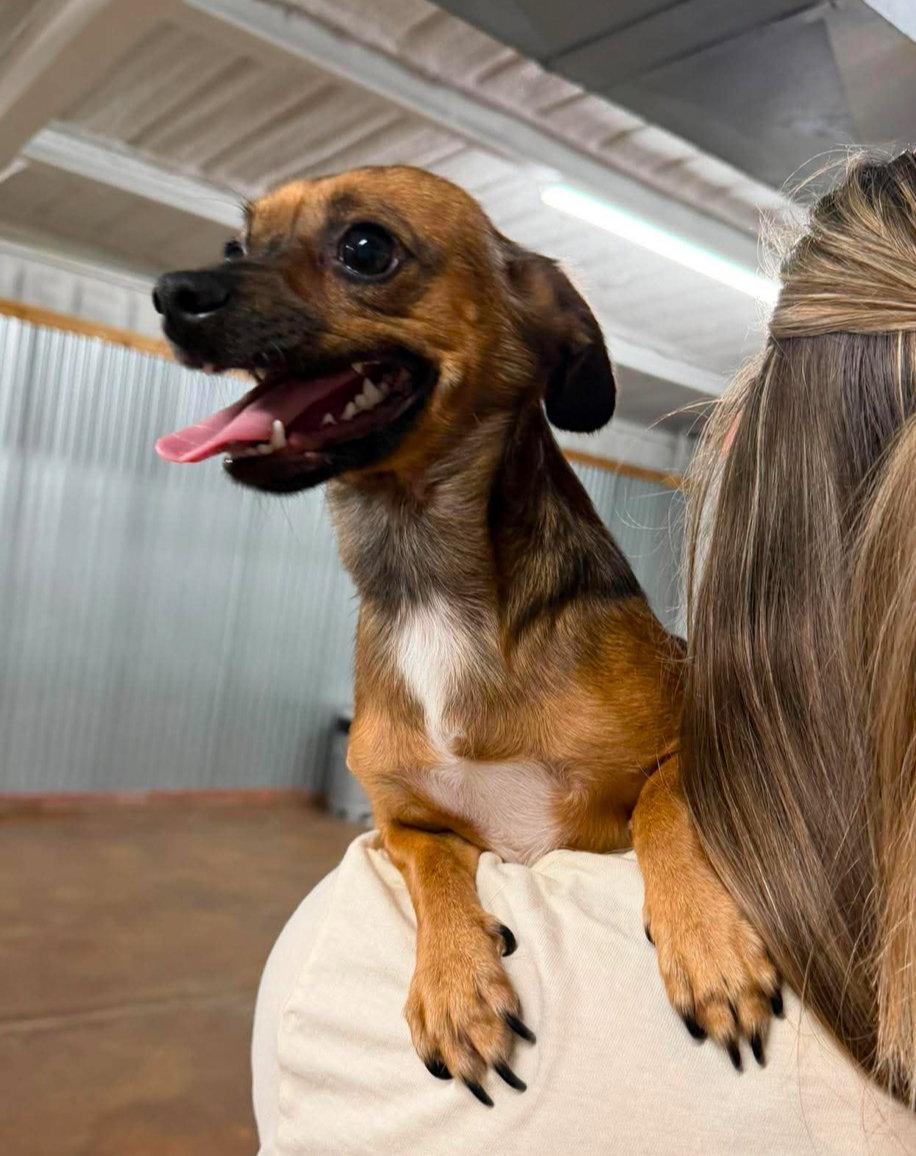 Nacho - ADOPTION IN PROCESS, Adoptable, Young Male Chihuahua.