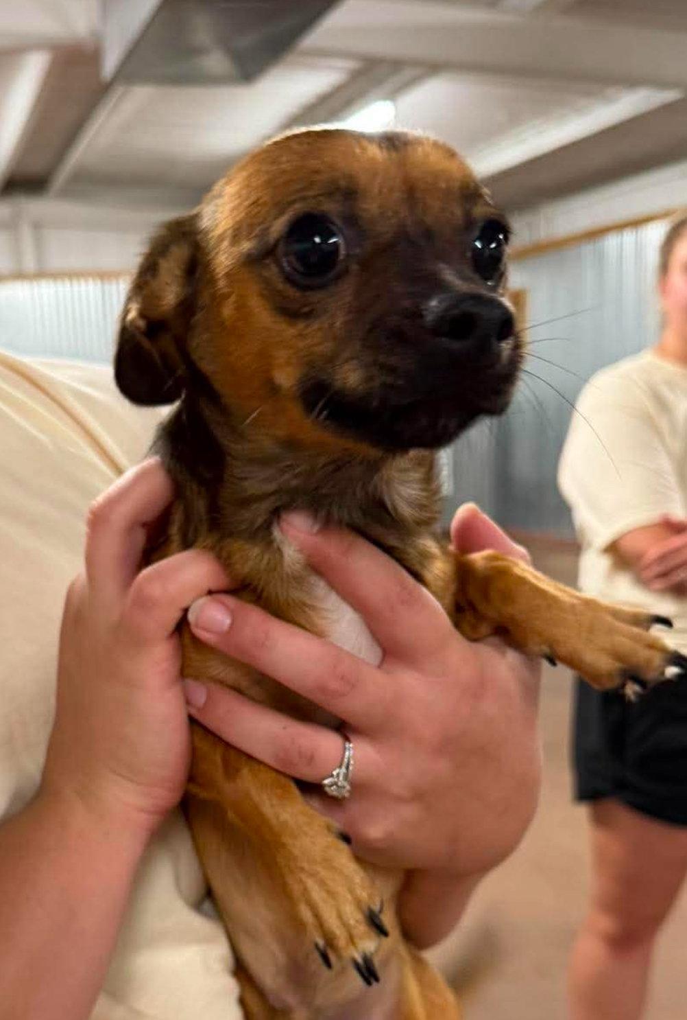 Enlarge Nacho - ADOPTION IN PROCESS, a Adoptable Chihuahua in Grafton, WI image 2/3