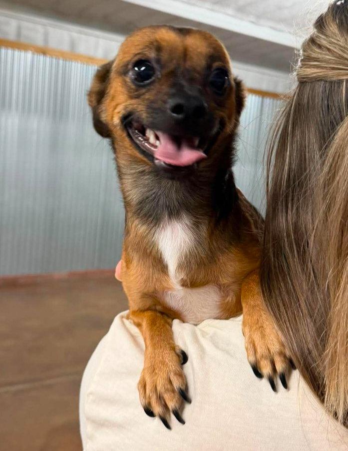 Enlarge Nacho - ADOPTION IN PROCESS, a Adoptable Chihuahua in Grafton, WI image 3/3