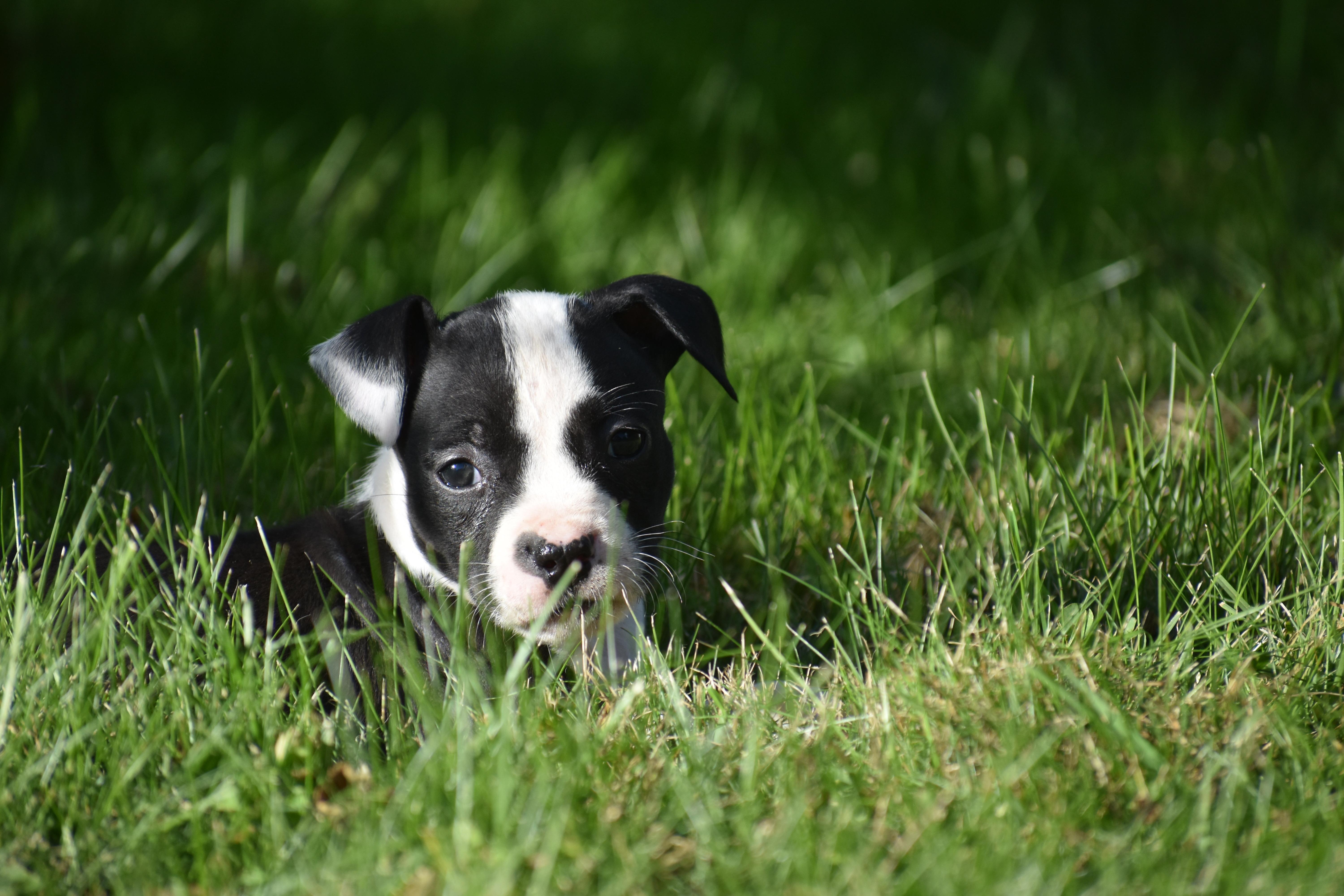 Enlarge Posy- Mama Petunia's Litter, a Adoptable mixed breed in Lake George, NY image 4/6
