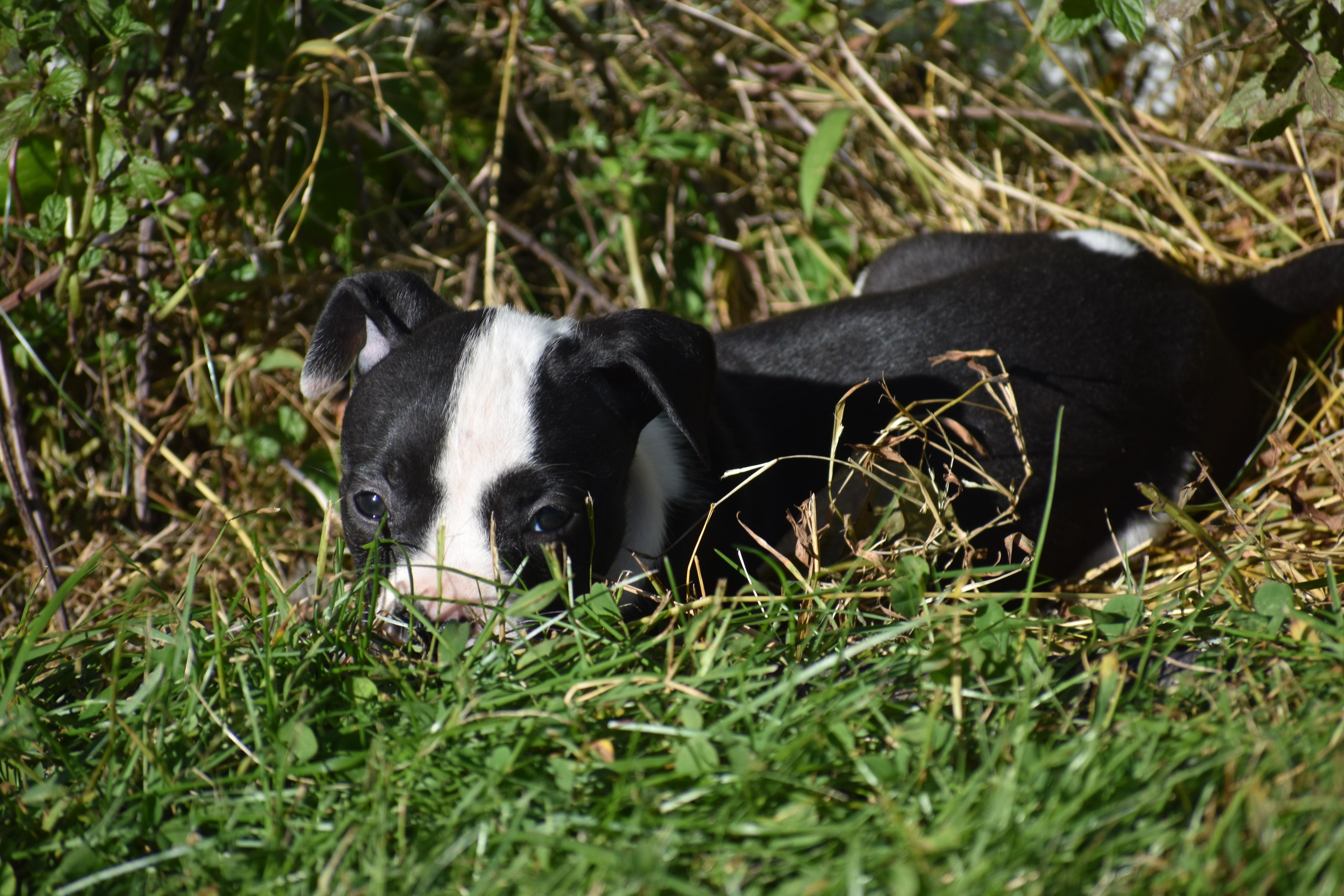 Enlarge Posy- Mama Petunia's Litter, a Adoptable mixed breed in Lake George, NY image 6/6