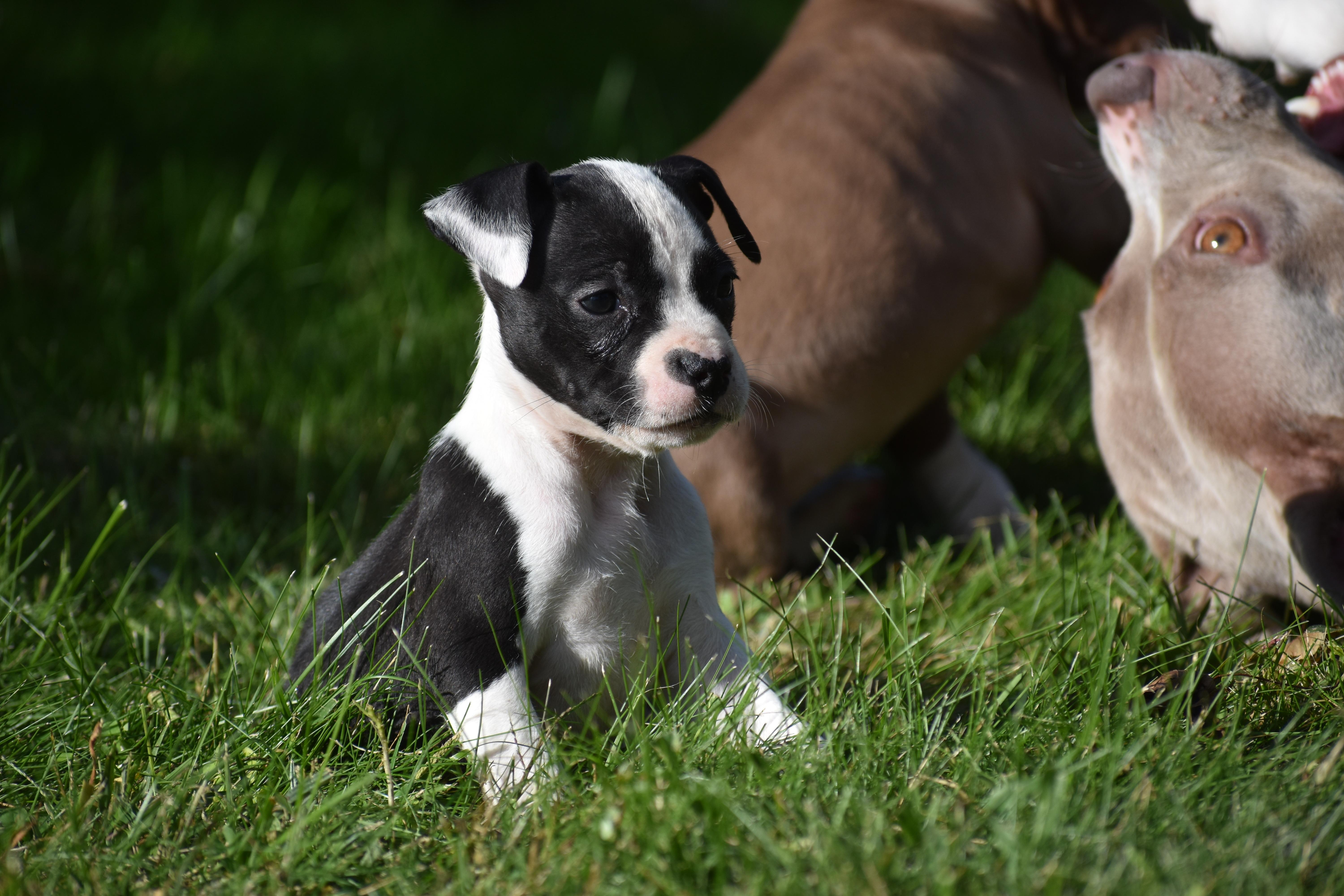 Enlarge Posy- Mama Petunia's Litter, a Adoptable mixed breed in Lake George, NY image 3/6