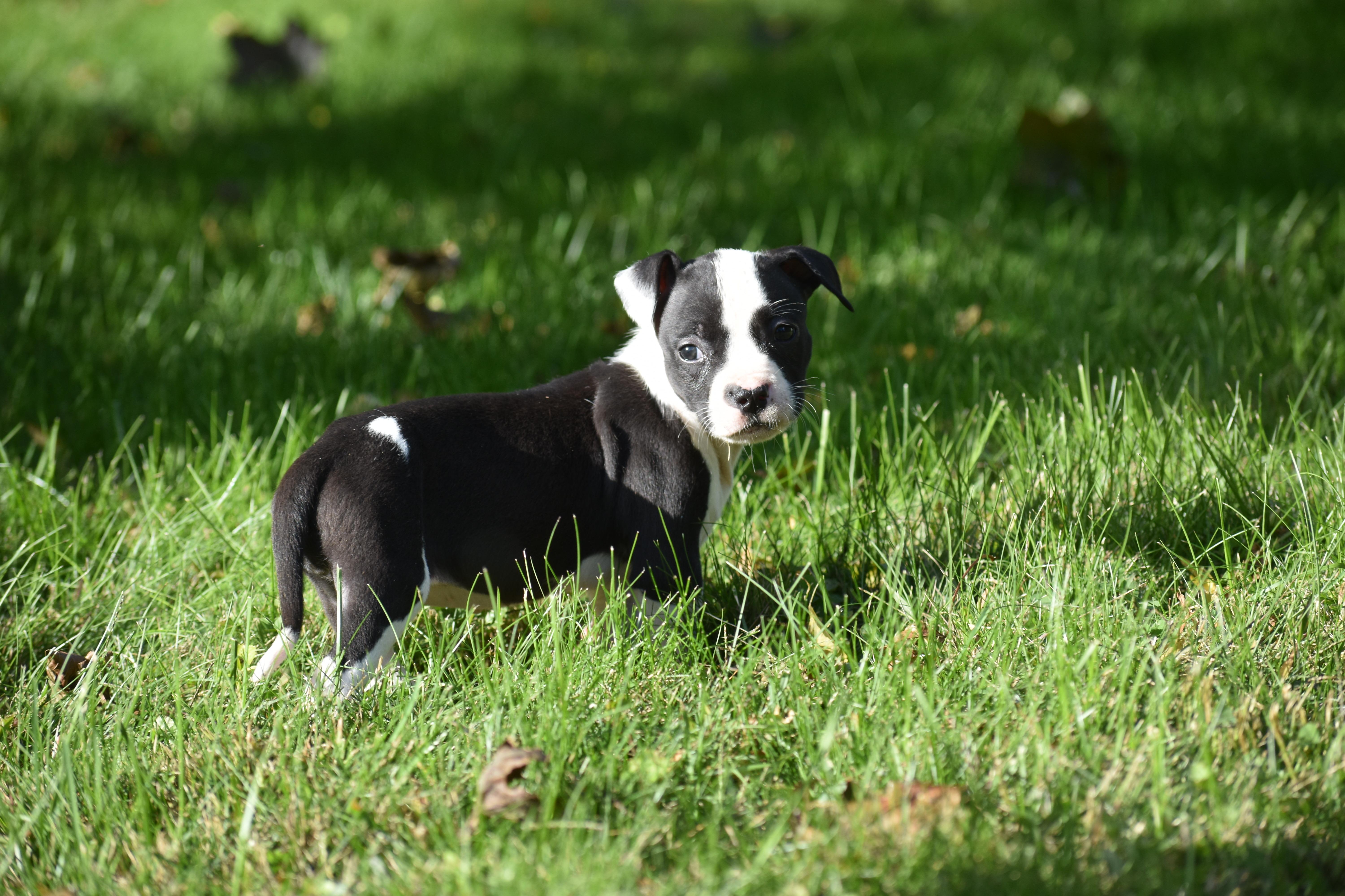 Enlarge Posy- Mama Petunia's Litter, a Adoptable mixed breed in Lake George, NY image 5/6