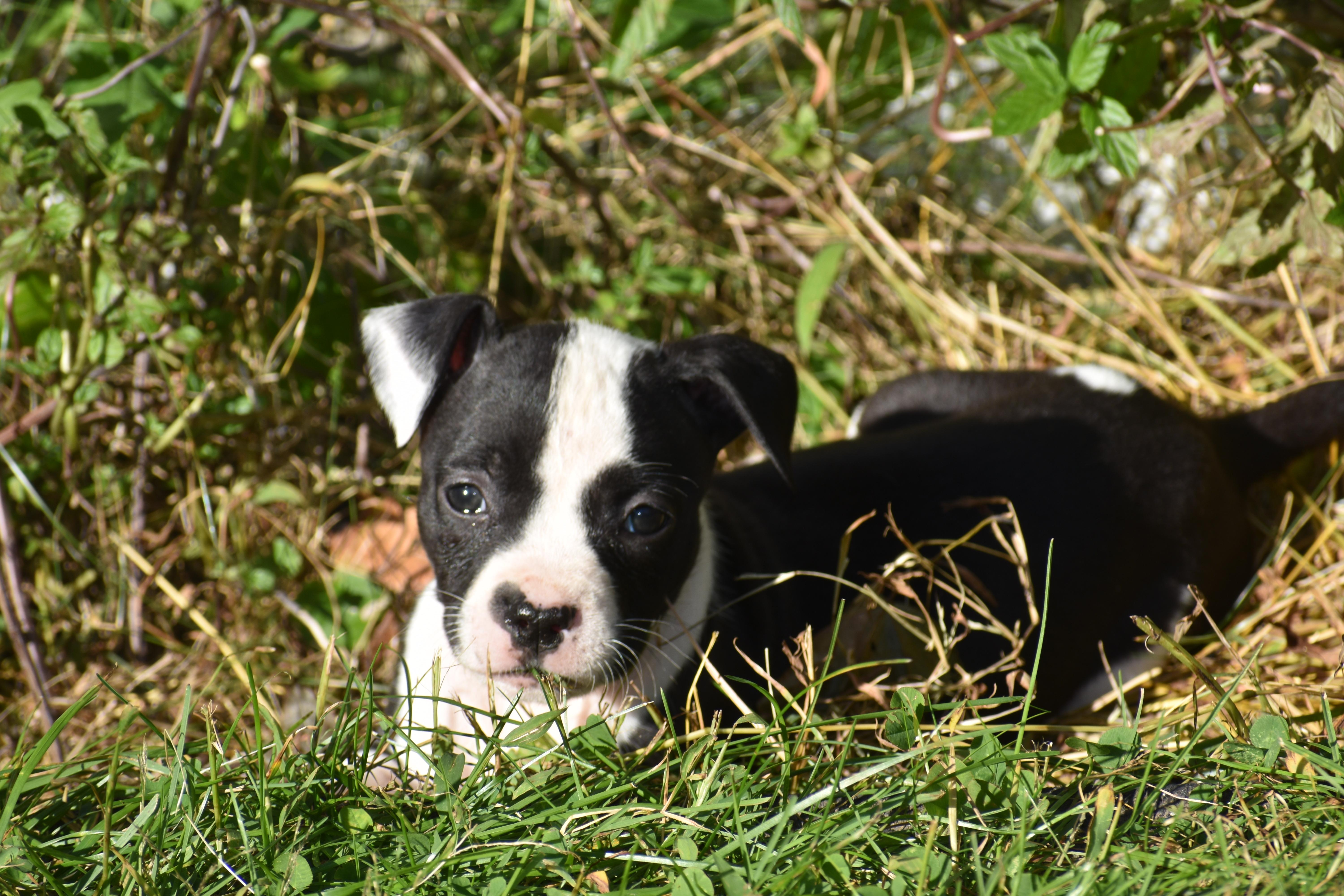 Enlarge Posy- Mama Petunia's Litter, a Adoptable mixed breed in Lake George, NY image 2/6