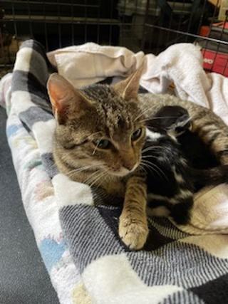 Enlarge Estelle, a ADOPTABLE Tabby in Stanton, KY image 3/4