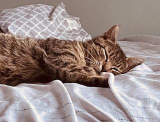 Enlarge Estelle, a ADOPTABLE Tabby in Stanton, KY image 2/4