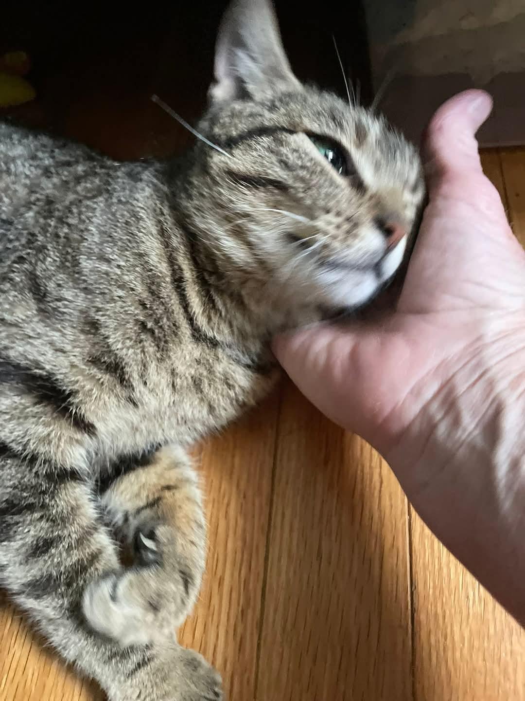 Estelle, ADOPTABLE, Adult Female Tabby.