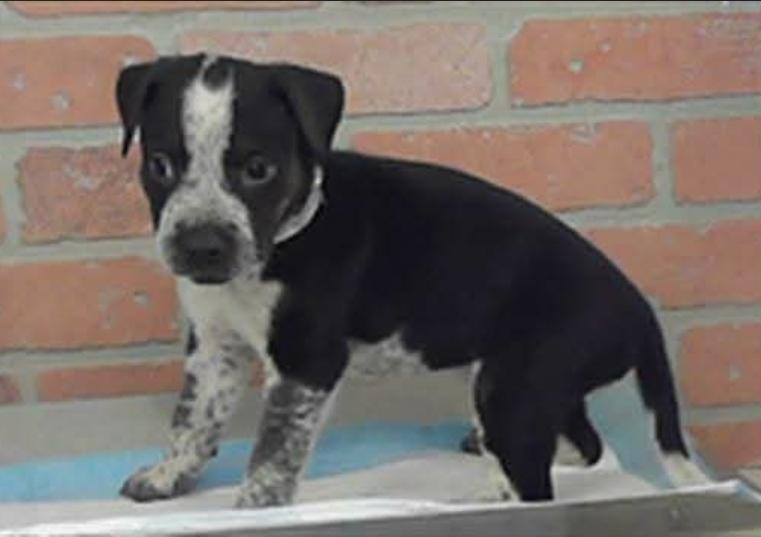 Enlarge Gizmo, a Adoptable mixed breed in Sedalia, CO image 1/5