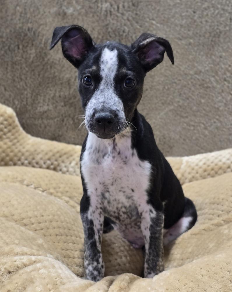 Enlarge Gizmo, a Adoptable mixed breed in Sedalia, CO image 2/5