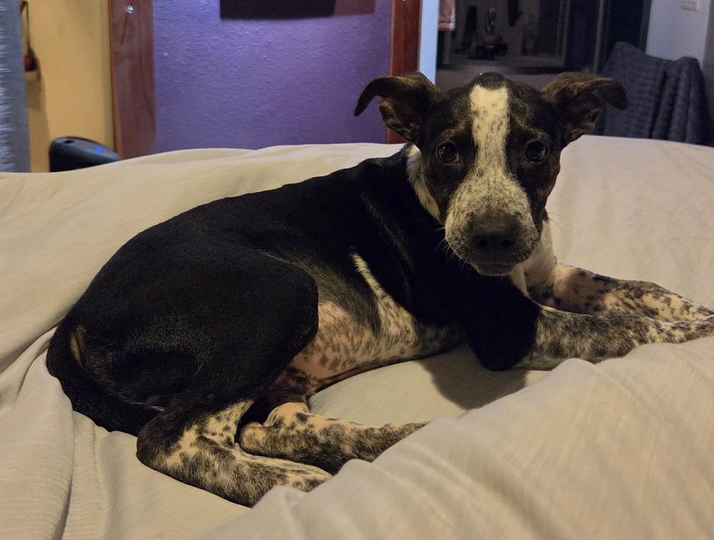 Enlarge Gizmo, a Adoptable mixed breed in Sedalia, CO image 3/5