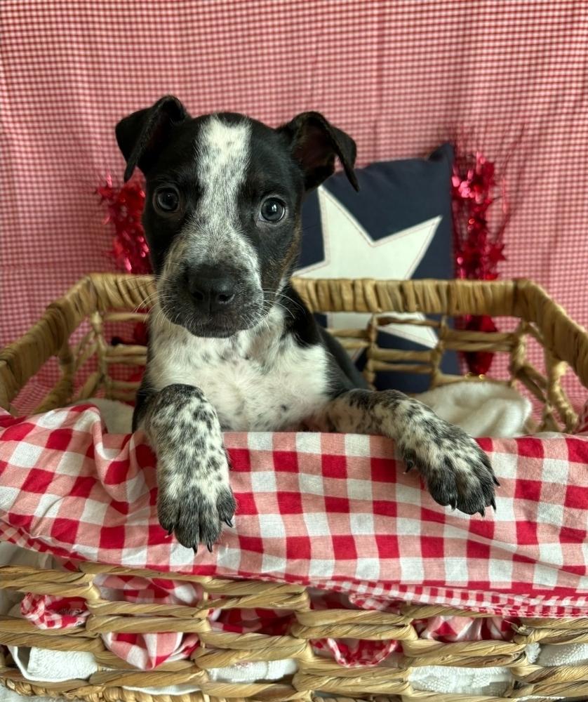 Enlarge Gizmo, a Adoptable mixed breed in Sedalia, CO image 4/5