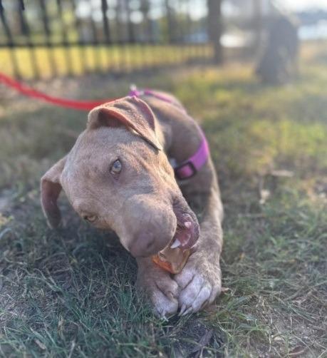 Enlarge Iris, a Adoptable mixed breed in Mena, AR image 1/3