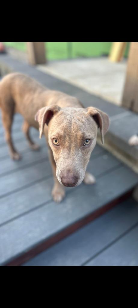 Enlarge Iris, a Adoptable mixed breed in Mena, AR image 2/3