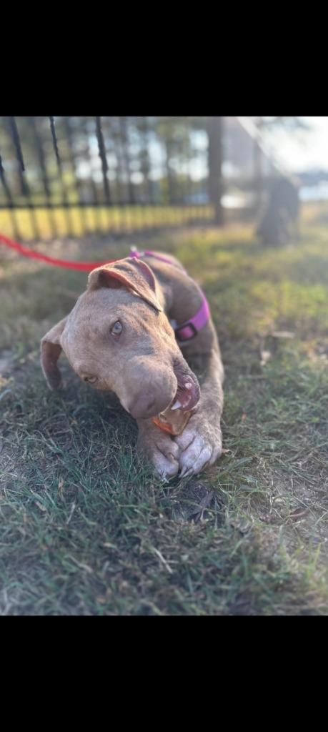 Enlarge Iris, a Adoptable mixed breed in Mena, AR image 3/3