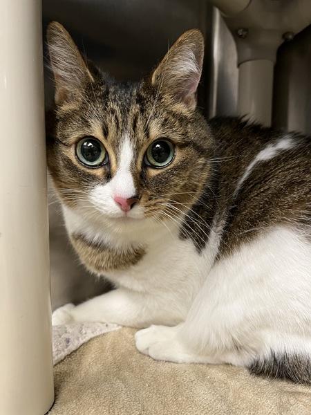 A Bug's Life, Adoptable, Adult Female Domestic Medium Hair.