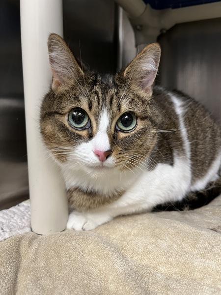 Enlarge A Bug's Life, a Adoptable mixed breed in Richmond, VA image 2/2