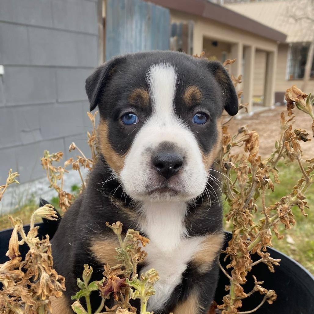 Chippy, Adoptable, Puppy Male Pit Bull Terrier & Mixed Breed.