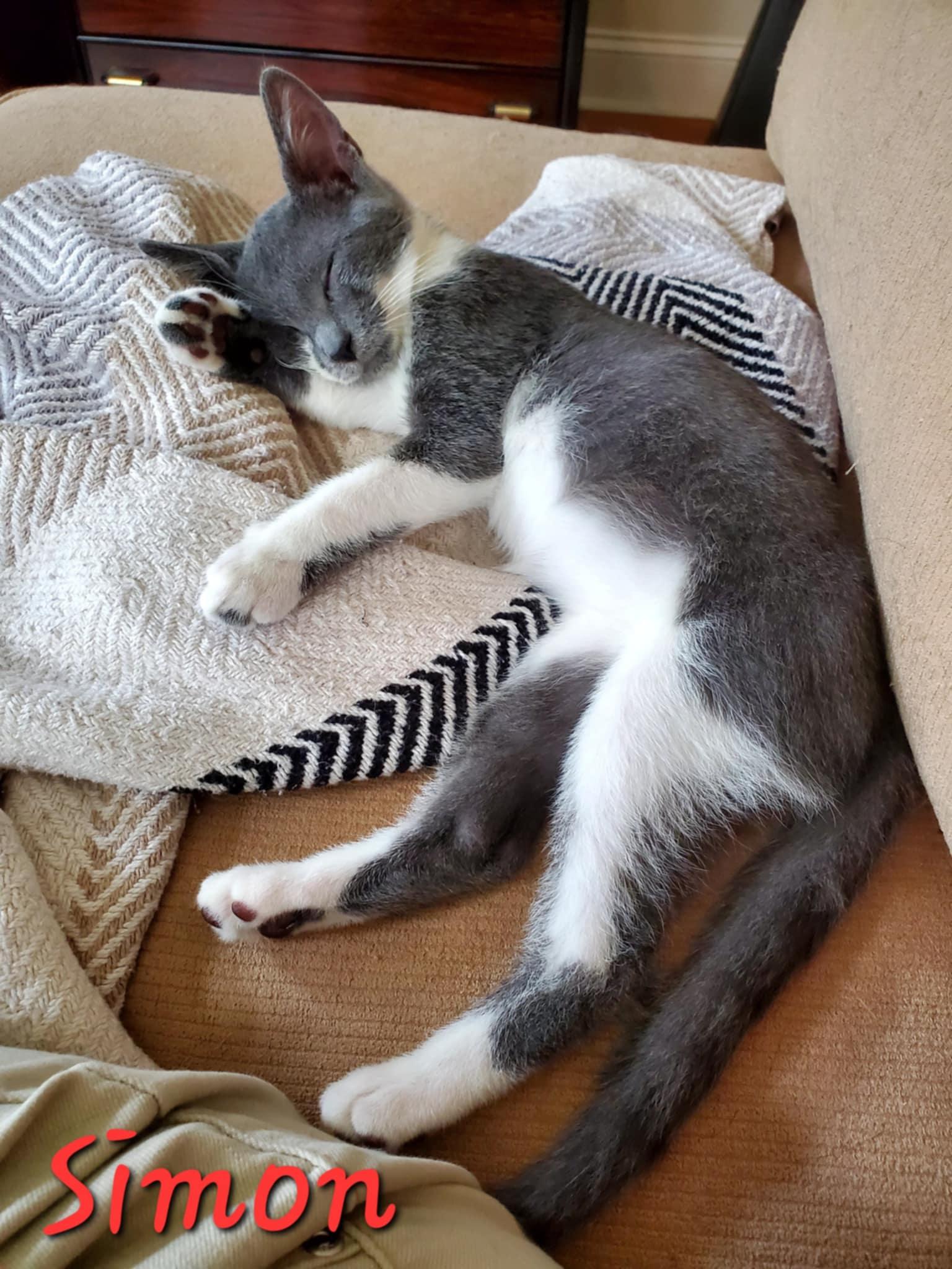 Simon =^.^=