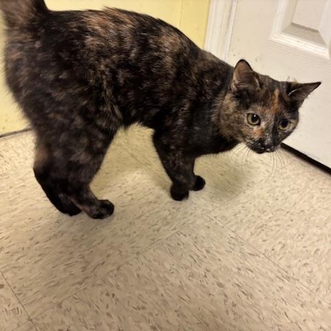 Enlarge Freckles A Petite Sweetheart Ready for a Fresh Start, a ADOPTABLE Domestic Short Hair in Braintree, MA image 6/6