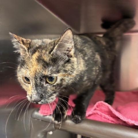 Enlarge Freckles A Petite Sweetheart Ready for a Fresh Start, a ADOPTABLE Domestic Short Hair in Braintree, MA image 4/6