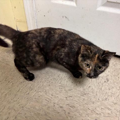 Enlarge Freckles A Petite Sweetheart Ready for a Fresh Start, a ADOPTABLE Domestic Short Hair in Braintree, MA image 5/6