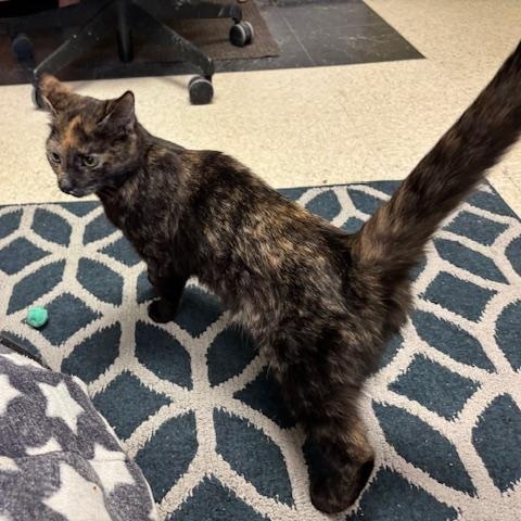 Enlarge Freckles A Petite Sweetheart Ready for a Fresh Start, a ADOPTABLE Domestic Short Hair in Braintree, MA image 3/6