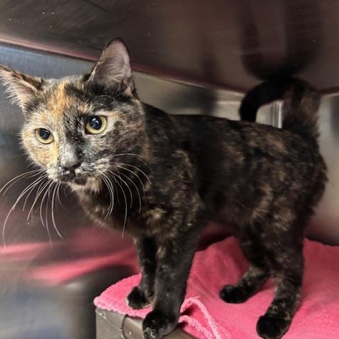 Enlarge Freckles A Petite Sweetheart Ready for a Fresh Start, a ADOPTABLE Domestic Short Hair in Braintree, MA image 1/6