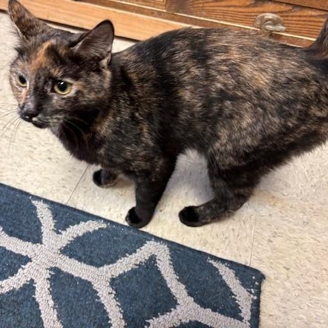 Enlarge Freckles A Petite Sweetheart Ready for a Fresh Start, a ADOPTABLE Domestic Short Hair in Braintree, MA image 2/6