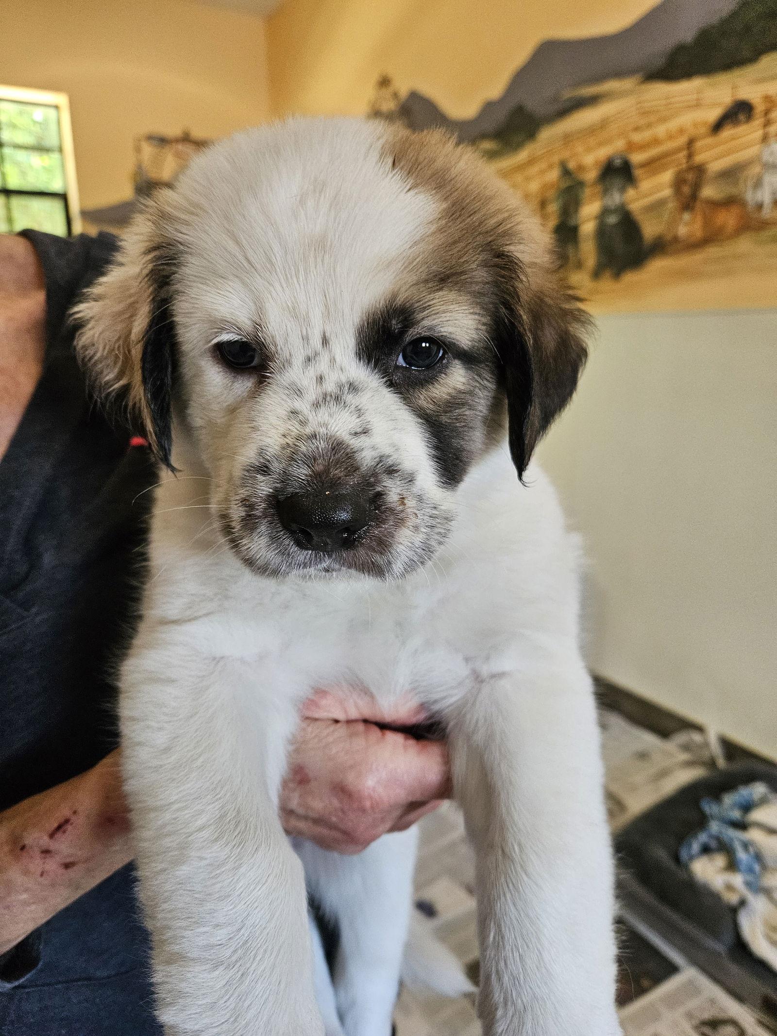 CHRISTMAS, Adoptable, Puppy Female Border Collie.