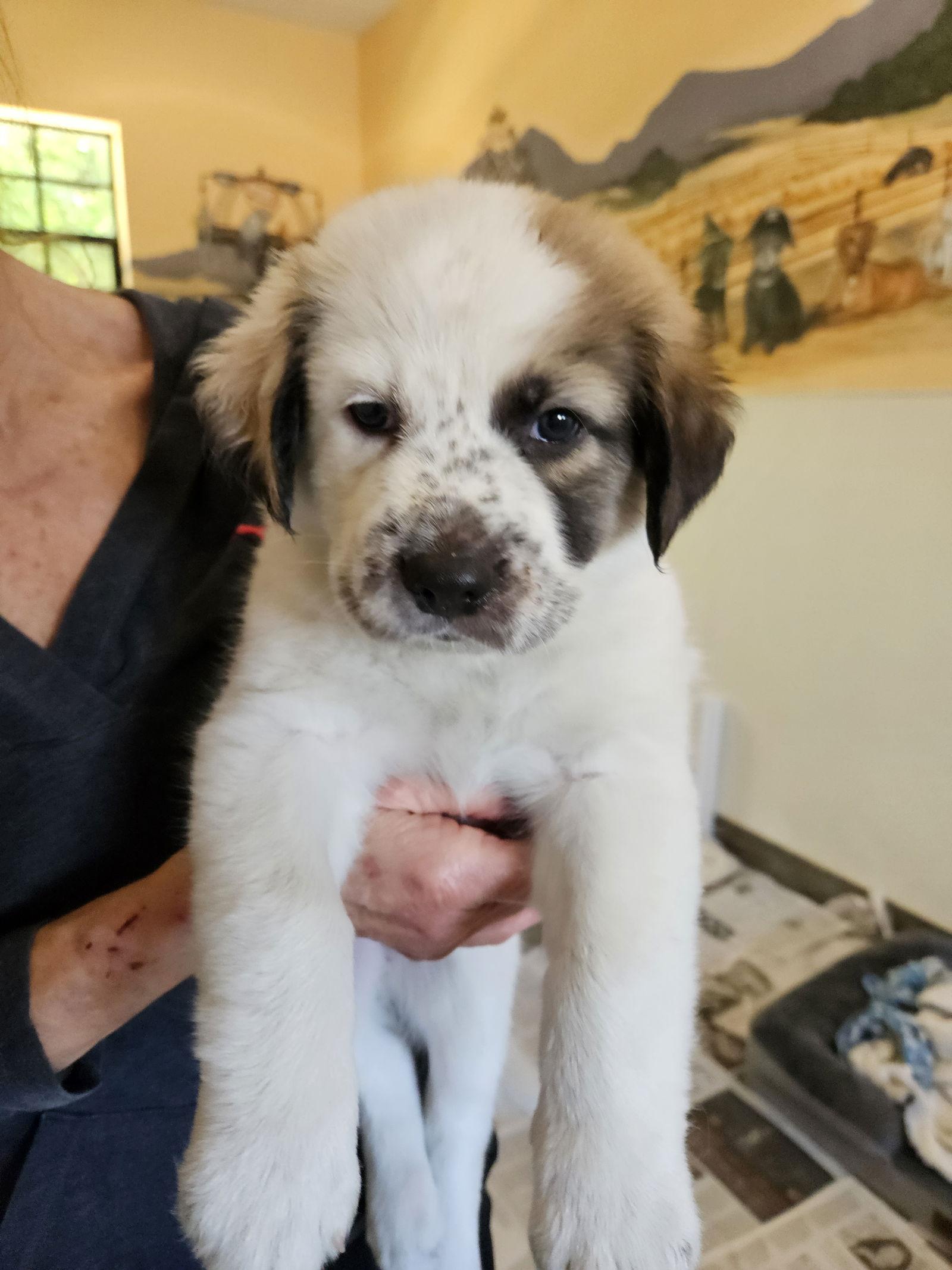 CHRISTMAS, a Adoptable Border Collie in Agoura Hills, CA image 3/3