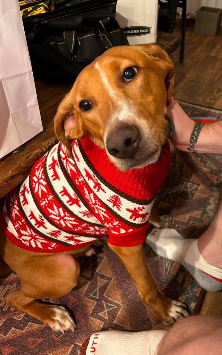 Enlarge Alvin, a ADOPTABLE mixed breed in Winnie, TX image 1/3