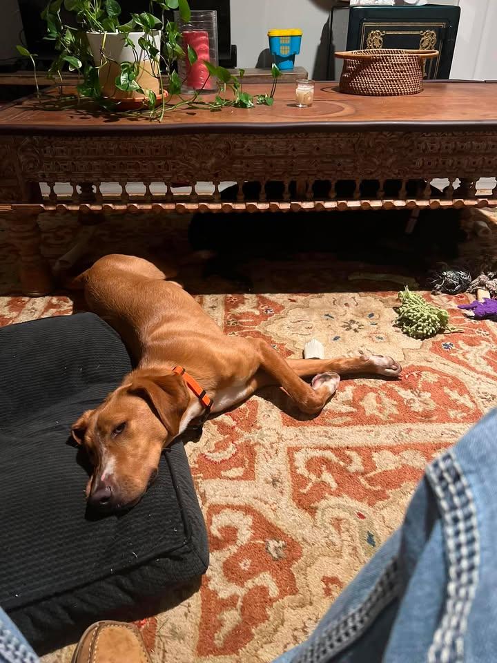 Enlarge Alvin, a ADOPTABLE mixed breed in Winnie, TX image 2/3