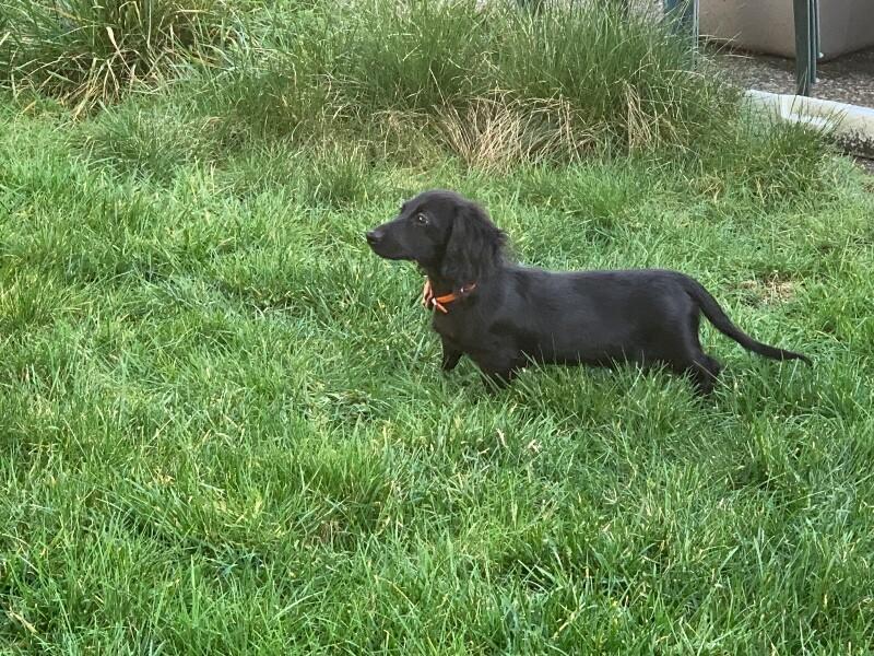 Enlarge Oscar, a Adopted mixed breed in Seattle, WA image 2/3