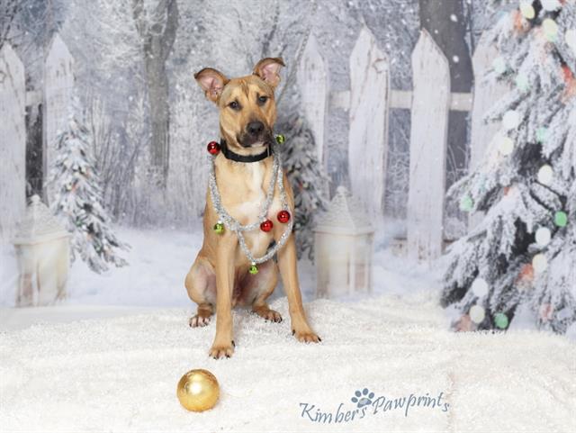 INDRA, Adoptable, Young Male German Shepherd Dog & Mixed Breed.