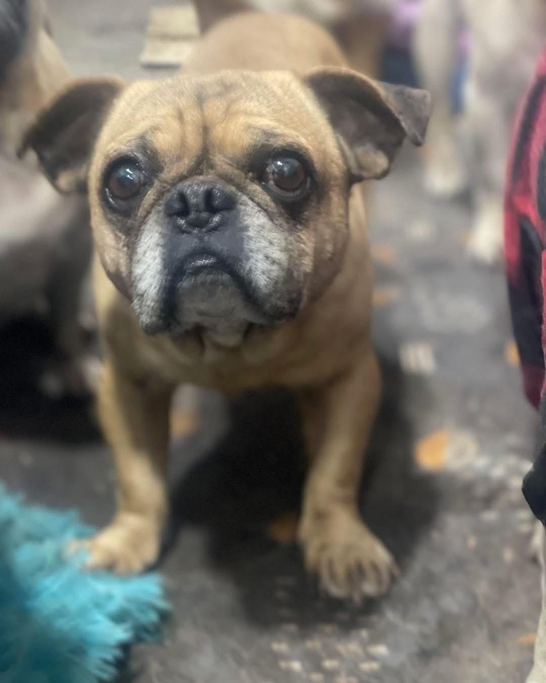 Hulk, Adult Male Pug